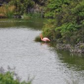  Galapagos